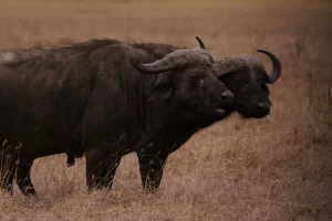 Artistic Full-Grain Leather Women's Versatile Skinny Belt